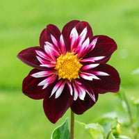 Dahlia-night-butterfly-pflanze