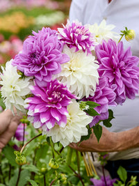 Lila Beard Dahlie Blumensamen zur Aussaat – pflegeleicht – Traditionssorte & ohne Gentechnik Samen Hausgarten