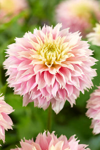Traditionssorte Dahlie Blumensamen zur Aussaat leuchtend Traditionssorte & ohne Gentechnik Samen Hausgarten