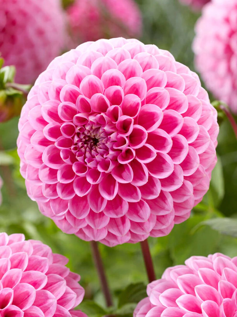 Dahlie Blumensamen zur Aussaat leuchtend Traditionssorte & ohne Gentechnik Samen Hausgarten