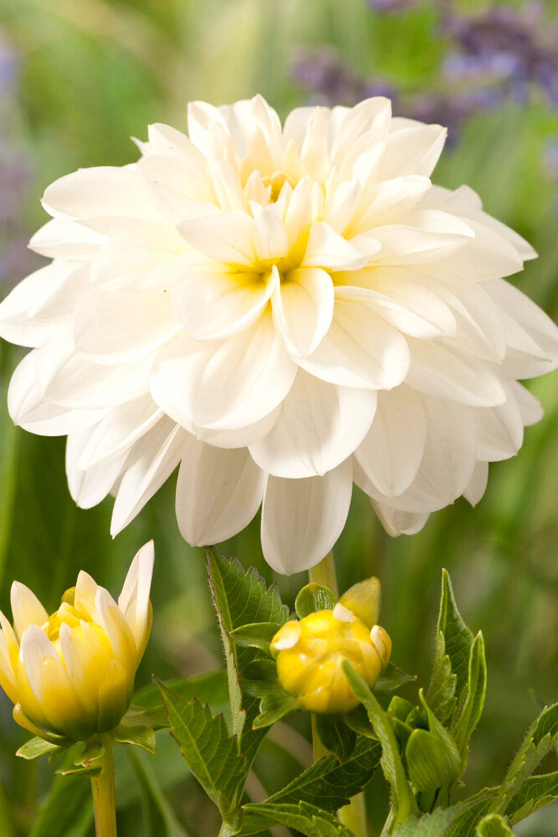 Dahlie Blumensamen zur Aussaat lang Blüte Saison Traditionssorte & ohne Gentechnik Samen Hausgarten