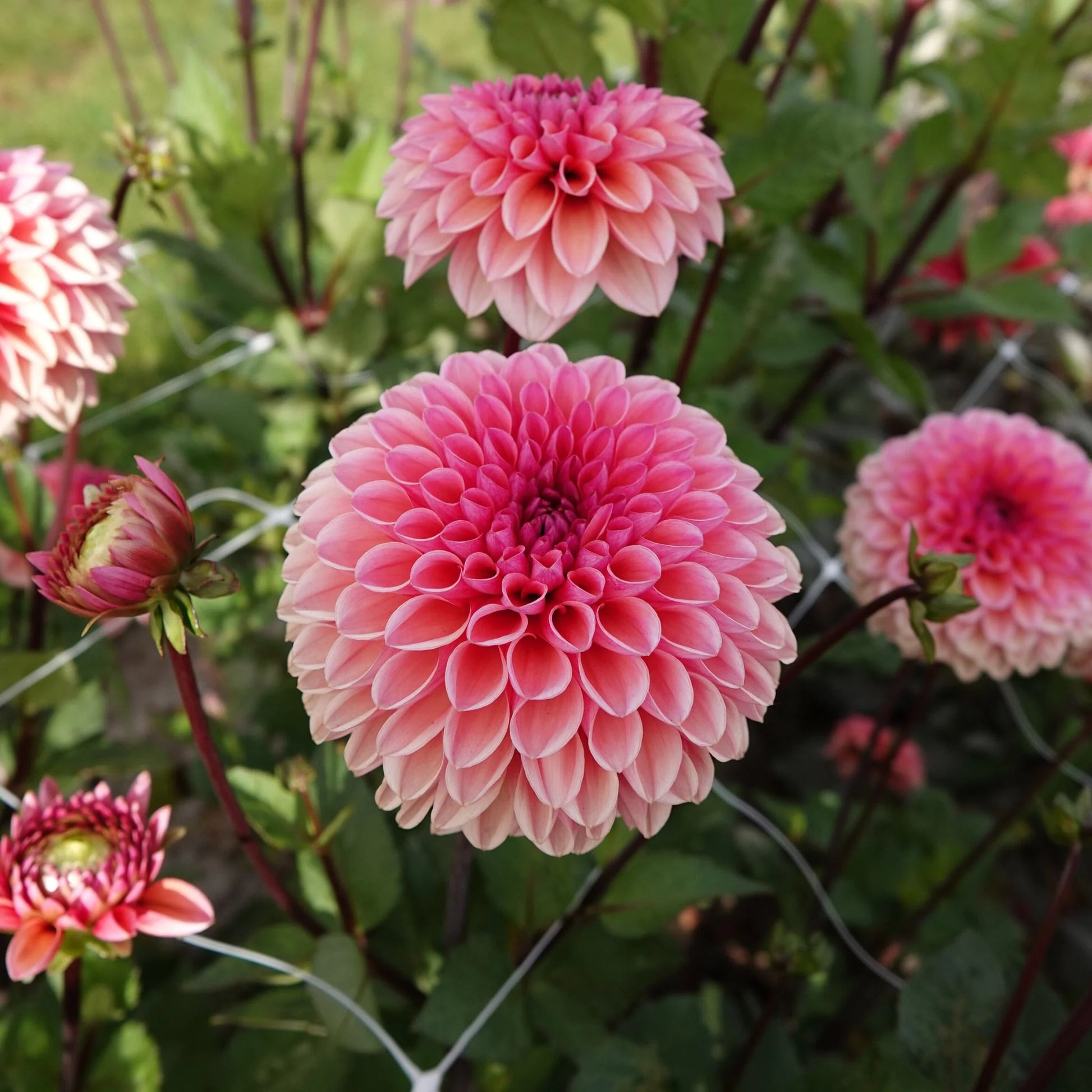 Dahlie Blumensamen zur Aussaat leuchtend Traditionssorte & ohne Gentechnik Samen Hausgarten