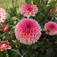 Dahlie Blumensamen zur Aussaat leuchtend Traditionssorte & ohne Gentechnik Samen Hausgarten