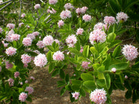 Dais Cotinifolia Blumensamen zur Aussaat leuchtend Traditionssorte & ohne Gentechnik Samen Hausgarten