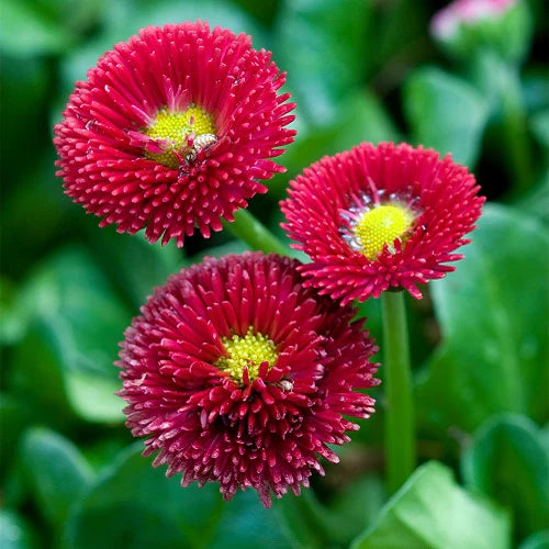Rot Bellis Blumensamen zur Aussaat – leuchtend Blüten – Traditionssorte & ohne Gentechnik Samen Hausgarten