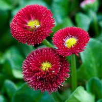 Rot Bellis Blumensamen zur Aussaat – leuchtend Blüten – Traditionssorte & ohne Gentechnik Samen Hausgarten