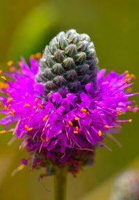 Dalea Purpurea Blumensamen zur Aussaat Wildblume Mischung Traditionssorte & ohne Gentechnik Samen Hausgarten