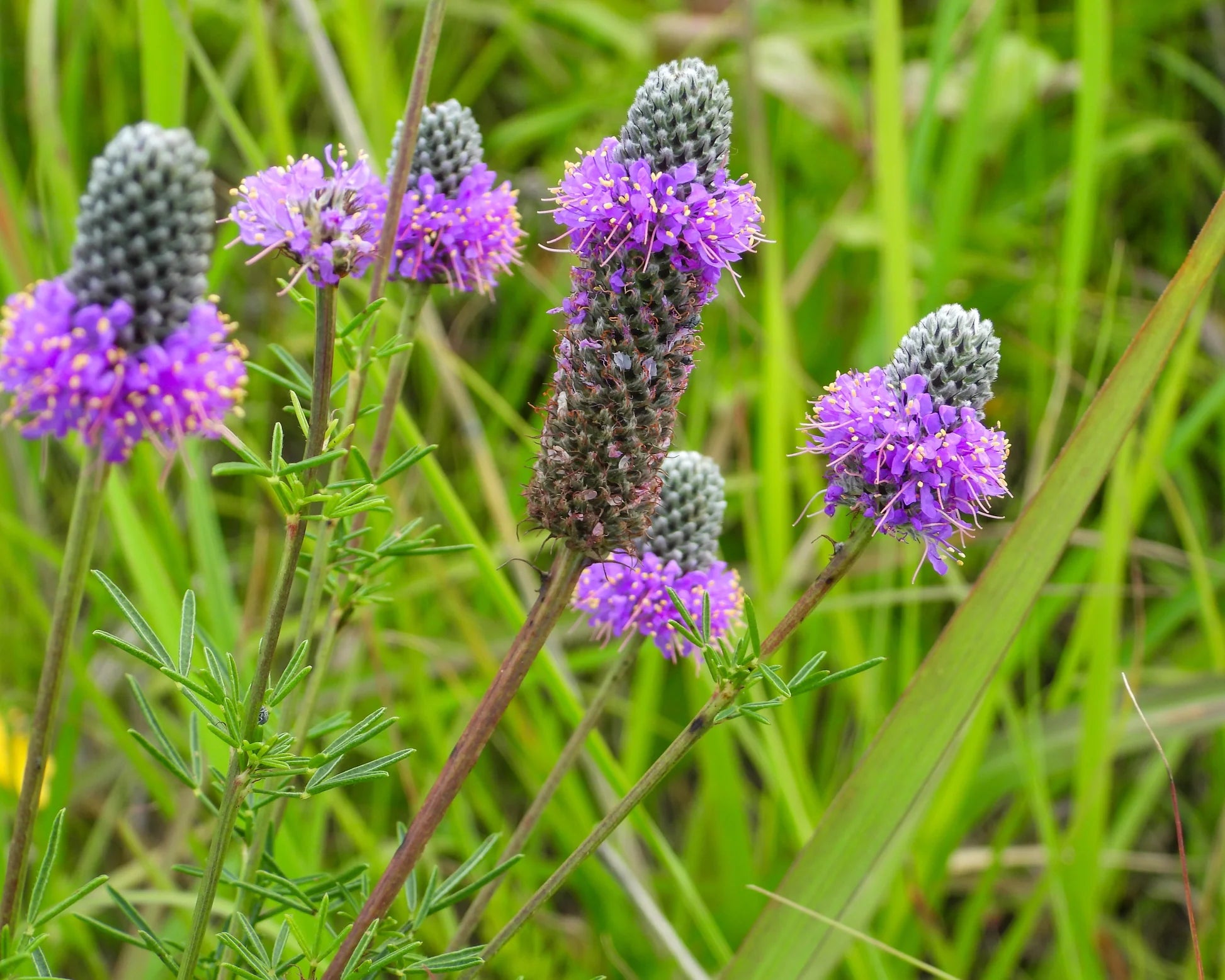 Dalea Purpurea Blumensamen zur Aussaat Wildblume Mischung Traditionssorte & ohne Gentechnik Samen Hausgarten