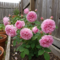 Damaszenerrose Rosa Samen Duftrose