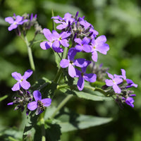 Violett Dame's Rocket Blumensamen zur Aussaat duftend Blüten Traditionssorte & ohne Gentechnik Samen Hausgarten