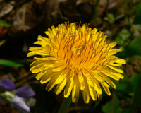 Taraxacum Blumensamen zur Aussaat Landhaus Garten wichtig Traditionssorte & ohne Gentechnik Samen Hausgarten