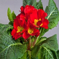 Non gmo danova copper samen