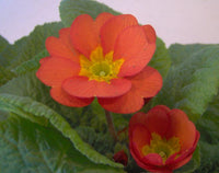 Ornamental danova copper samen for gardens