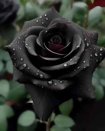 Schwarz rose blume samen for anpflanzung