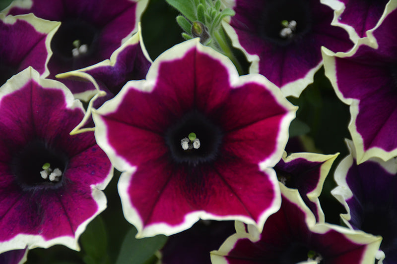Dark lila magenta petunia in hanging basket