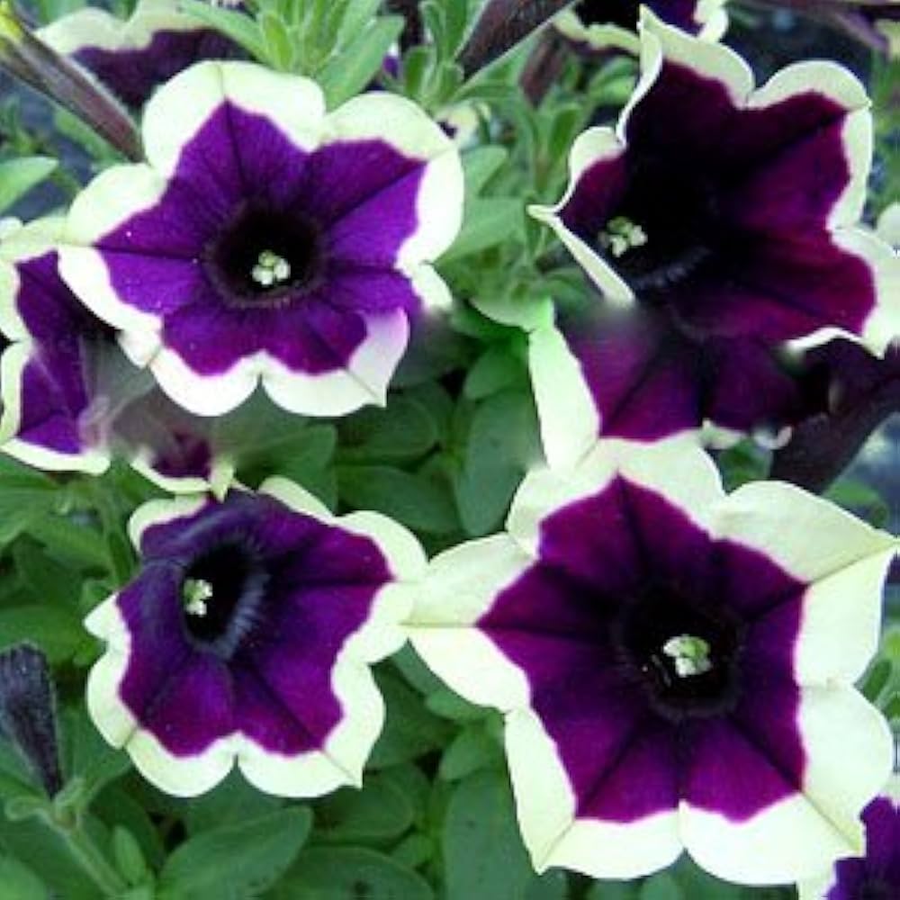 Dark lila magenta petunia samen for anpflanzung