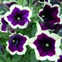 Dark lila magenta petunia samen for anpflanzung