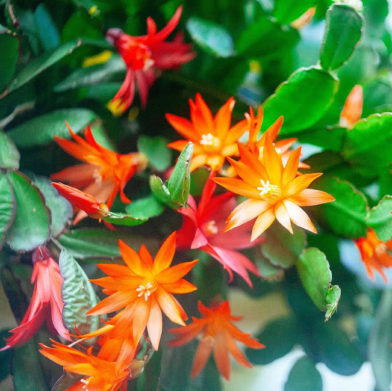 Dark orange zygocactus truncatus samen for anpflanzung
