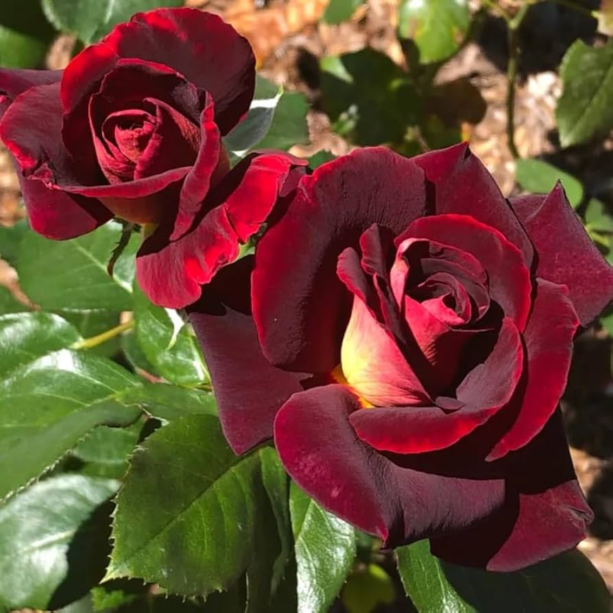 dunkel Rot Germany Rose Blumensamen zur Aussaat Traditionssorte ohne Gentechnik Anzucht Garten Blüten