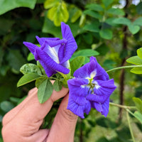 Clitoria Blumensamen zur Aussaat – saisonal Dauerblüher – Traditionssorte & ohne Gentechnik Samen Hausgarten