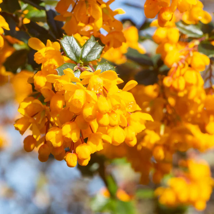 Gelb darwinii flowering samen for gardening