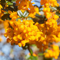 Gelb darwinii flowering samen for gardening
