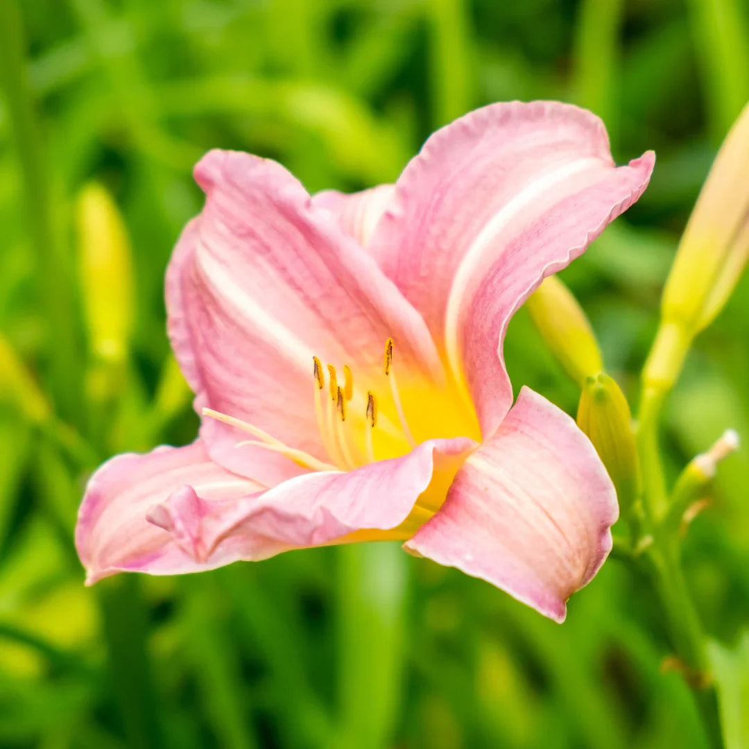 Daylily Blumensamen Blumensamen zur Aussaat Anzucht Traditionssorte & ohne Gentechnik Samen Hausgarten