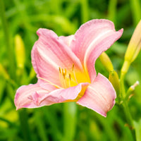 Daylily Blumensamen Blumensamen zur Aussaat Anzucht Traditionssorte & ohne Gentechnik Samen Hausgarten