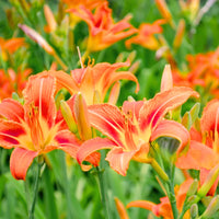 Hemerocallis Blumensamen zur Aussaat Landhaus Garten wichtig Traditionssorte & ohne Gentechnik Samen Hausgarten