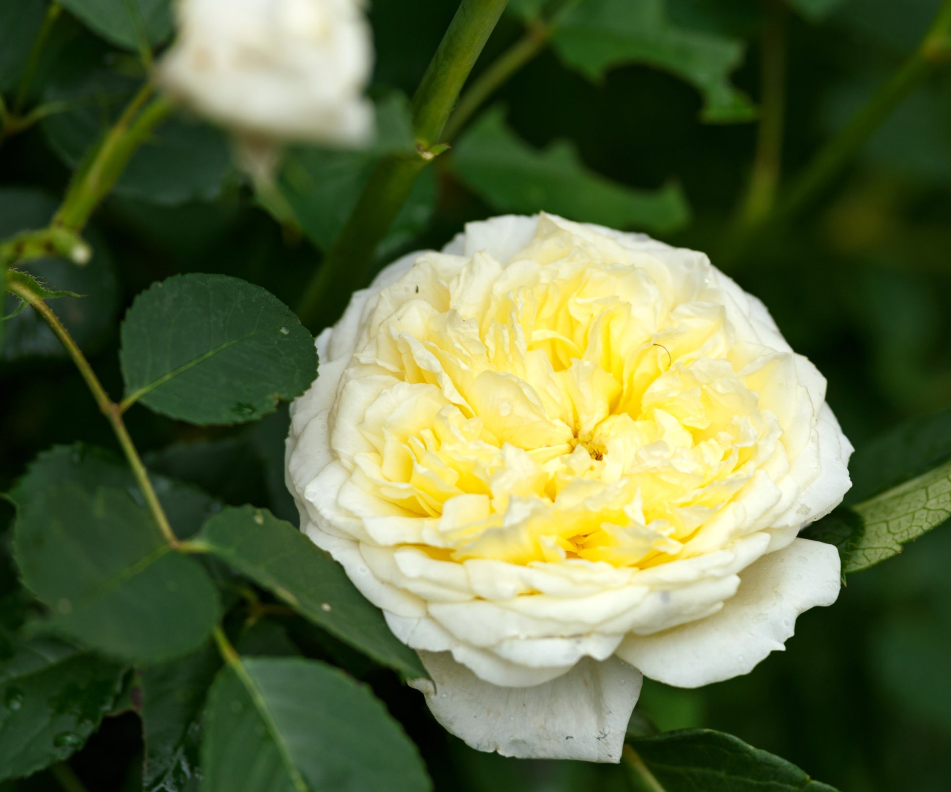 Gelb kletternd Rose Blumensamen zur Aussaat – ideal Rabatten – Traditionssorte & ohne Gentechnik Samen Hausgarten