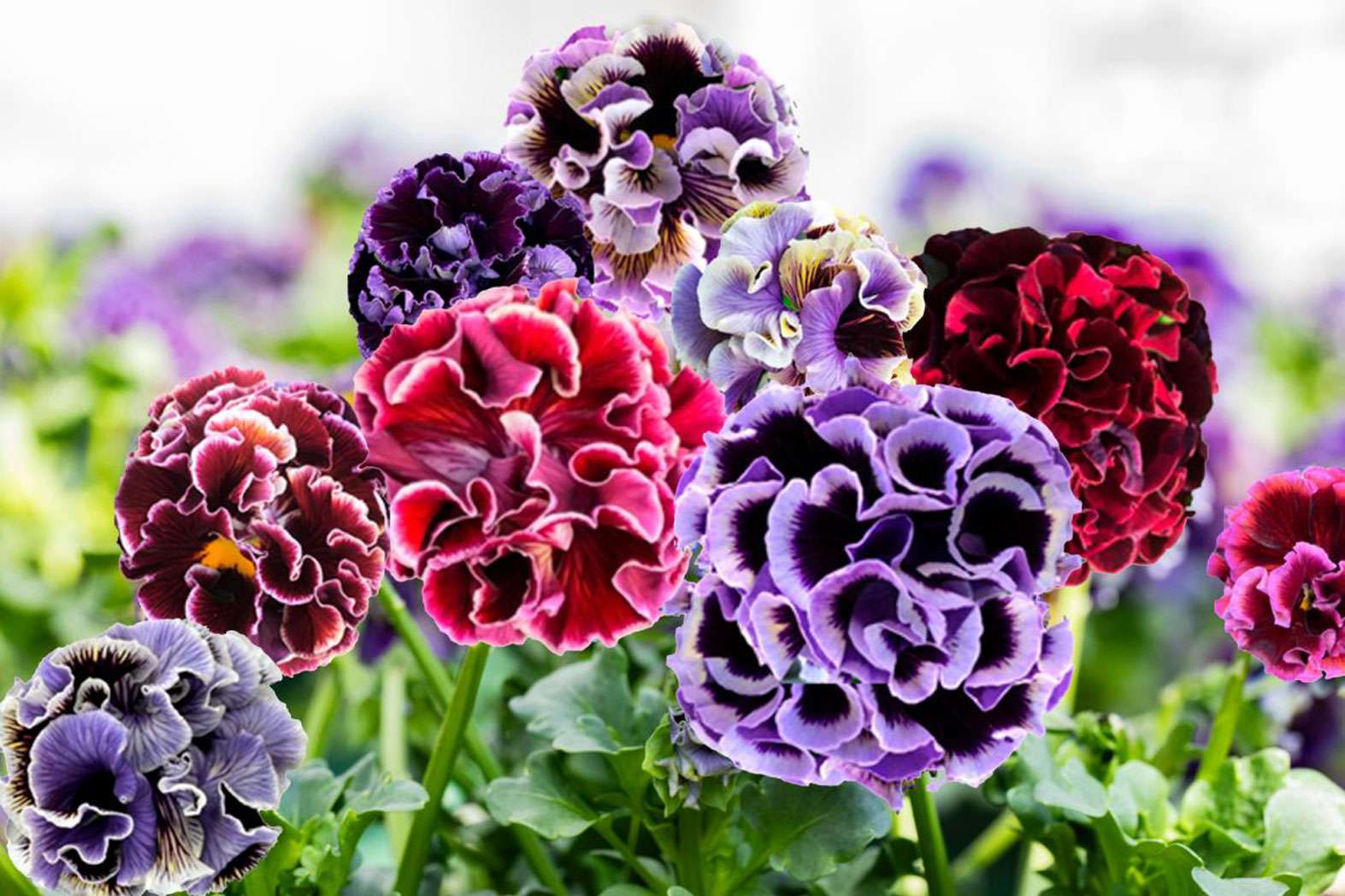 Mischung Stiefmütterchen Blumensamen zur Aussaat – hochwertige Qualitäts- – Traditionssorte & ohne Gentechnik Samen Hausgarten