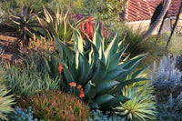 Grün Agave Kerchovei Blumensamen zur Aussaat – farbenfroh Schau – Traditionssorte & ohne Gentechnik Samen Hausgarten