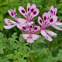 Geranie Pelargonium Blumensamen zur Aussaat pflegeleicht Traditionssorte & ohne Gentechnik Samen Hausgarten