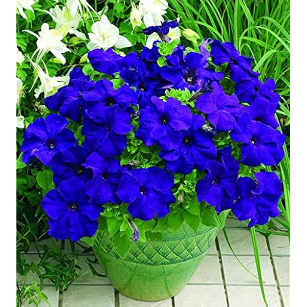 Vibrant deep blau petunia garten blooms