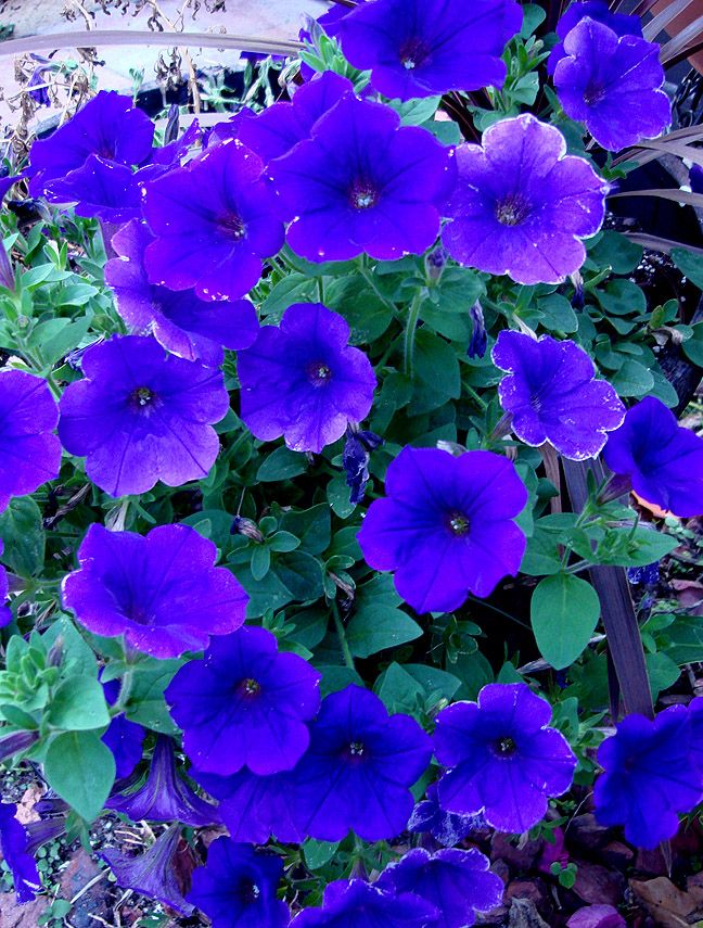 Hanging basket deep blau petunia blumen