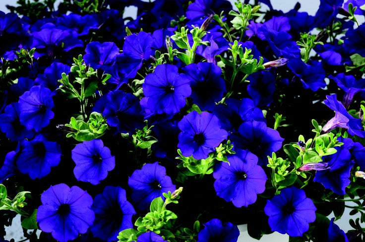 Deep blau petunia blume samen for anpflanzung