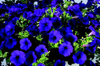 Deep blau petunia blume samen for anpflanzung