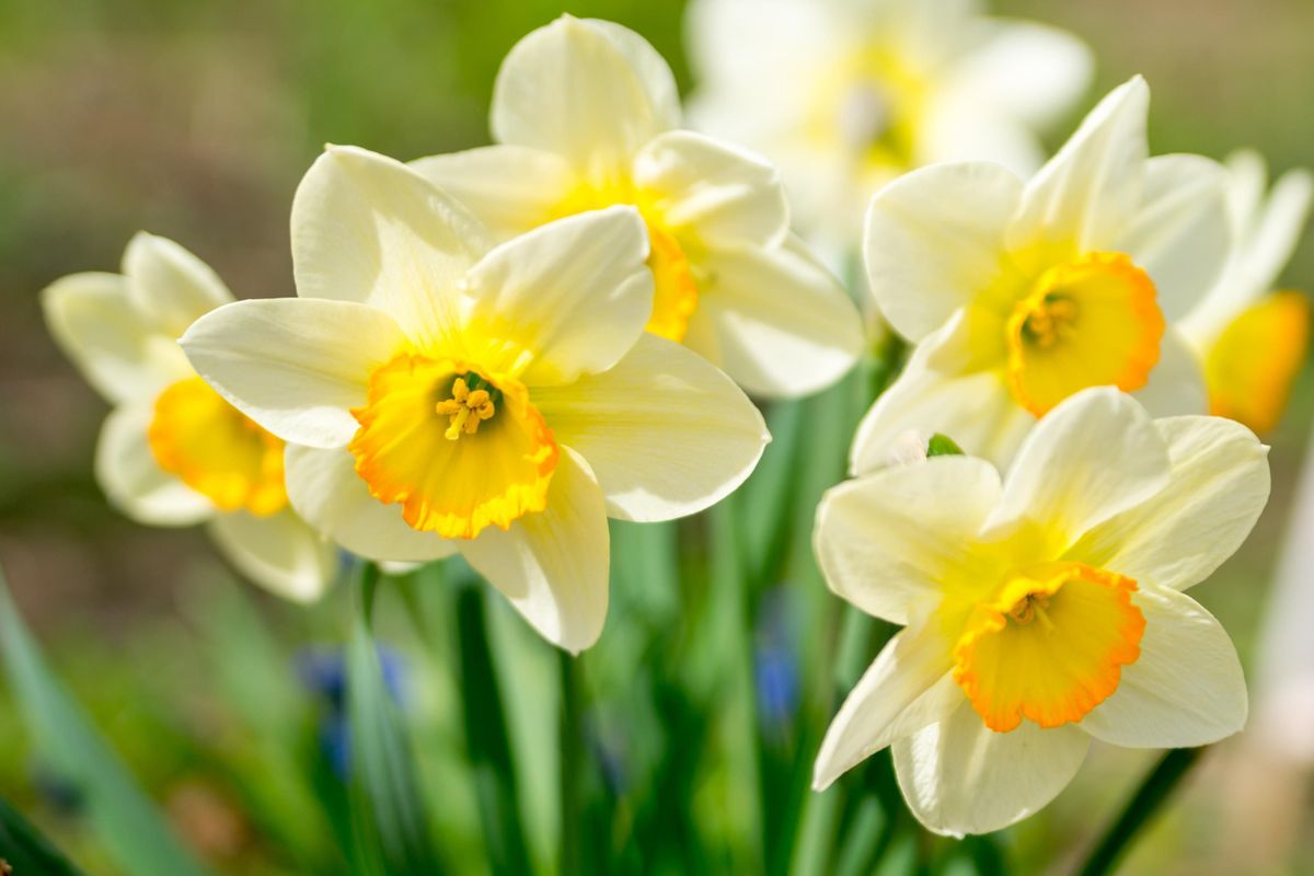 Weiß daffodil blume samen for easy anpflanzung