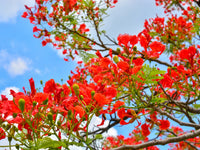 Traditionssorte Gulmohar Baumsamen zur Aussaat ideal Rabatten Traditionssorte & ohne Gentechnik Samen Hausgarten