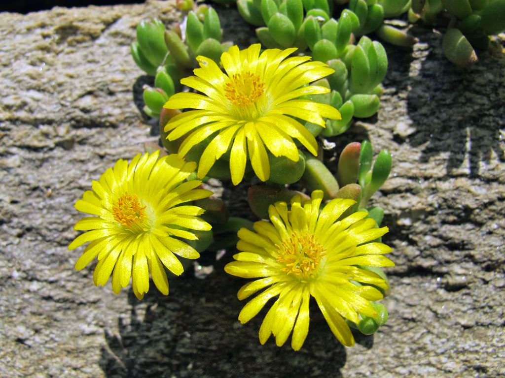 Non gmo gelb delosperma samen