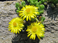 Non gmo gelb delosperma samen