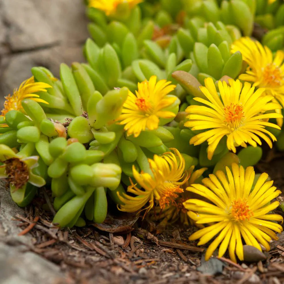 Ornamental gelb delosperma samen for landscapes