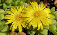 Gelb delosperma nubigenum samen for anpflanzung