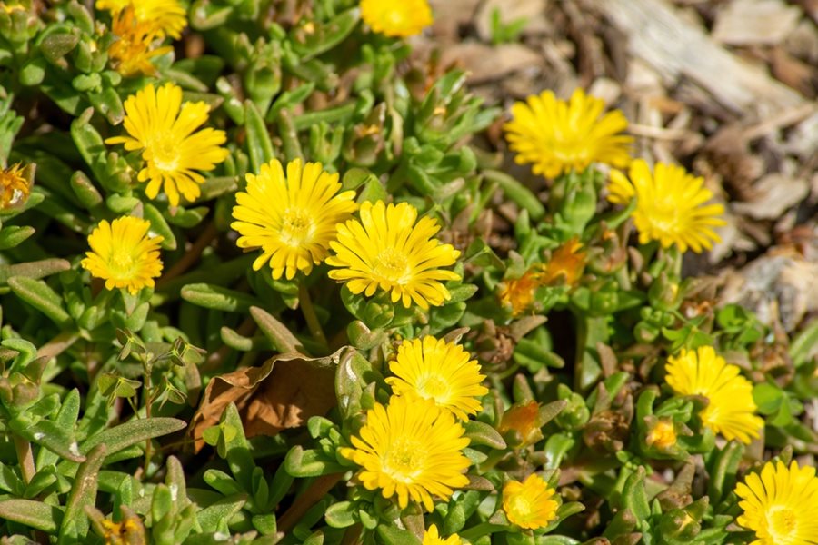 Gelb delosperma flowering samen for gardens
