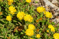 Gelb delosperma flowering samen for gardens