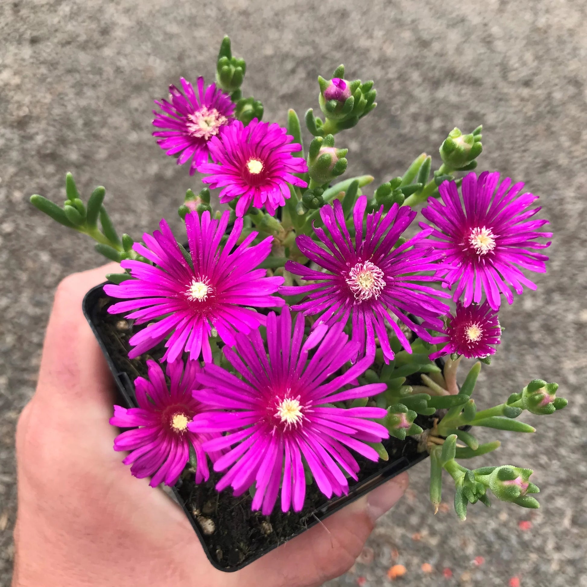Lavendel Delosperma Blumensamen zur Aussaat – pflegeleicht – Traditionssorte & ohne Gentechnik Samen Hausgarten