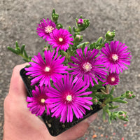 Lavendel Delosperma Blumensamen zur Aussaat – pflegeleicht – Traditionssorte & ohne Gentechnik Samen Hausgarten
