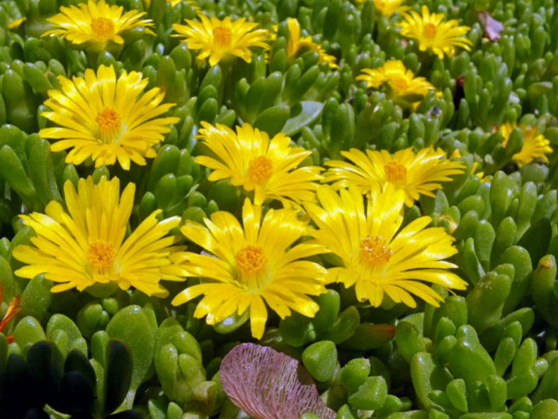 Gelb Delosperma Nubigenum or Ice Pflanze Blumensamen zur Aussaat – Landhaus Garten wichtig – Traditionssorte & ohne Gentechnik Samen Hausgarten