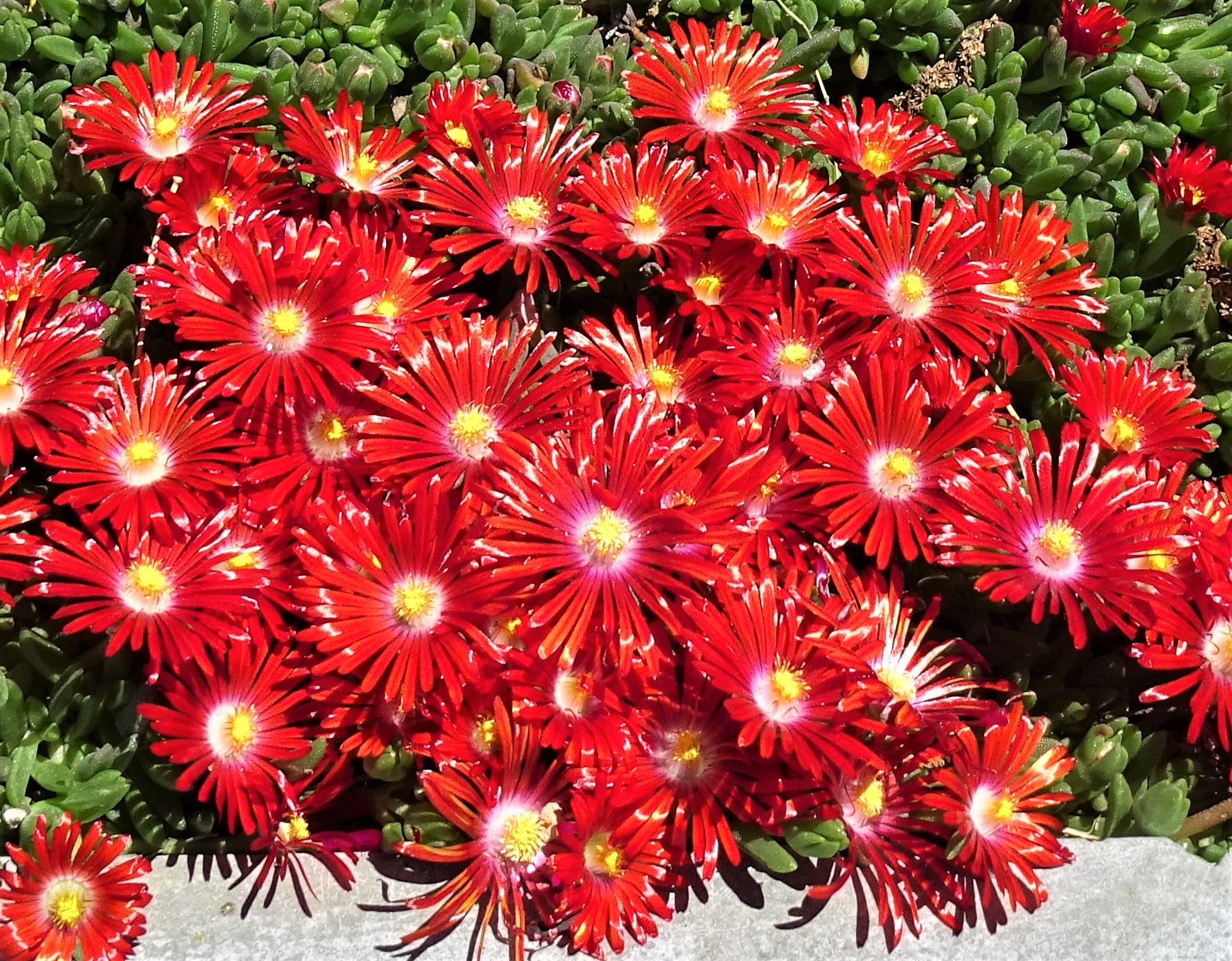 Delosperma Carmine Blumensamen zur Aussaat ideal Rabatten Traditionssorte & ohne Gentechnik Samen Hausgarten