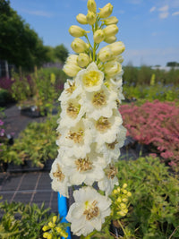 Gelb Delphinium Blumensamen zur Aussaat – leuchtend mehrjährige Blüten